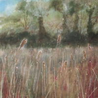 Mike Rollins - Purwell Bulrushes