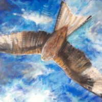 Cheryl Foord - Red Kite Soaring