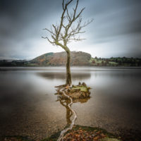 Tethered Tree, Ullswater - Peter Stevens