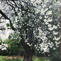 Blossom Tree - Kathy Evershed