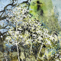 Queen Anne's Lace - Liz Rogers