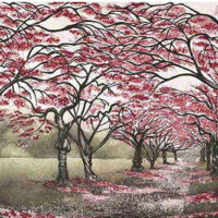 Cherry Blossom Walk - Morna Rhys