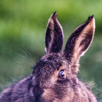Hare Again - Sarah Haskell