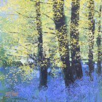 Bluebells - Terry Wood