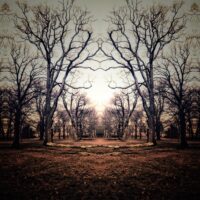 Tree Cathedral - Elaine Kelly