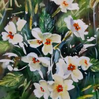 Everlasting Primroses - Shirley Keeble