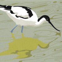 Avocet - Nick Wonham