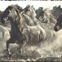 Camargue Horses - Pat le Mare