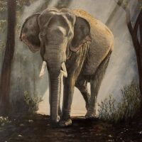 Elephant In Sunlight - Stephen Pike