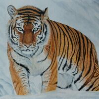 Tiger in Snow - Stephen Pike