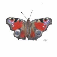 Peacock Butterfly - Nicola Goss