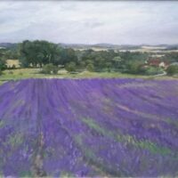 Hitchin Lavender at Ickleford - James Willis