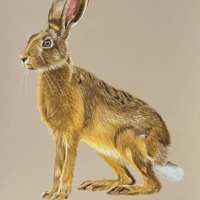 Hazel Hare - Cherry Watson