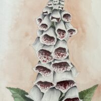 Foxglove - Stephen Humberstone
