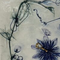 Passiflora Caerulea - Claire Pringle