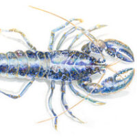 Blue Lobster - Nicola Watters