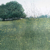 May Grass - Phil Greenwood
