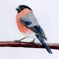 Bullfinch - Laura Creasey
