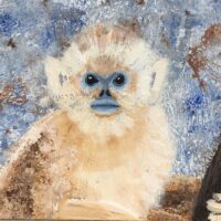 Himalayan Monkey - Ann Norris