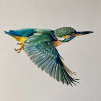 Kingfisher in Flight - Laura Creasey