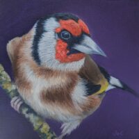 Goldfinch - Jo Chesney